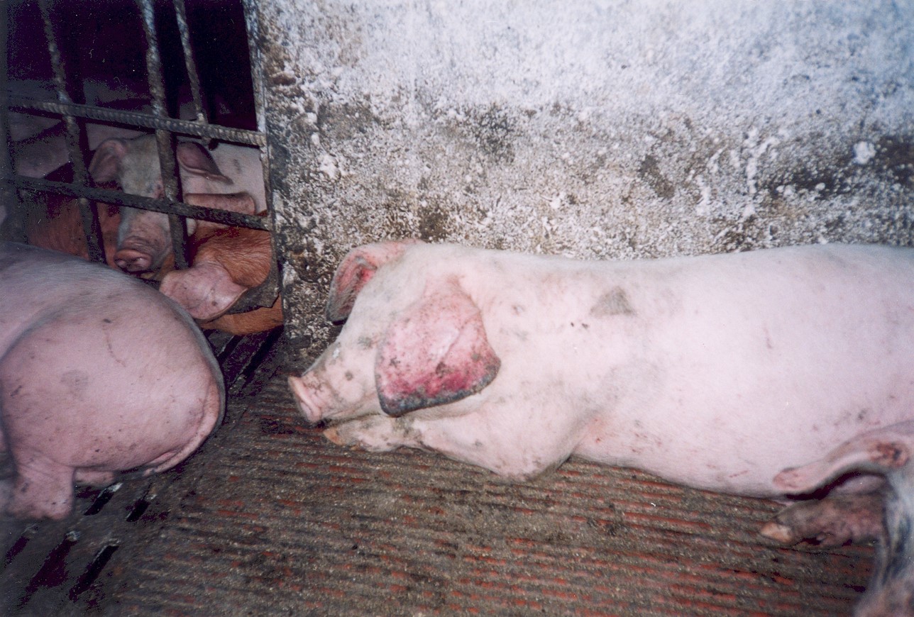 Организация технологического процесса на предприятиях убоя и первичной переработки свиней